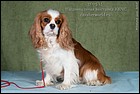 PETERS CAVALIER ADELLI LEYA ЧК.jpg